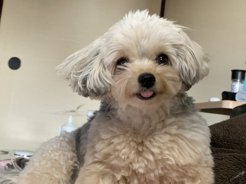 寝グセがついて舌だしてるワンコ