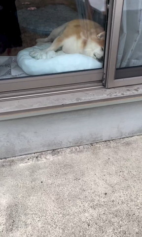 窓辺で寝るワンコ少し近づく