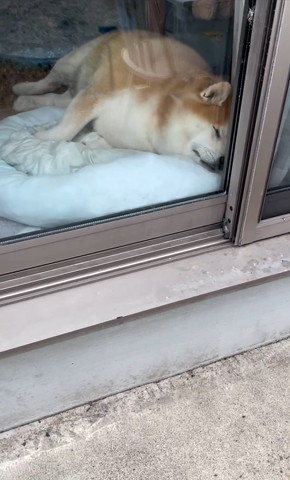 窓辺で寝るワンコアップ