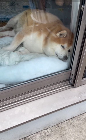 窓辺で寝るワンコちらっとカメラ目線
