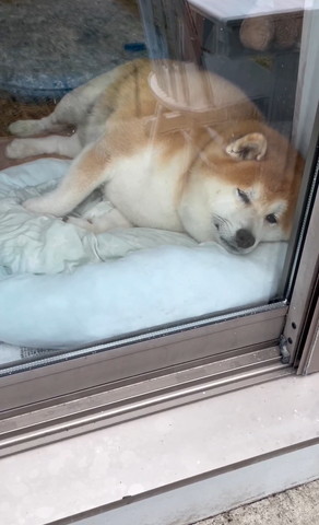 窓辺で寝るワンコちらっとカメラ目線アップ