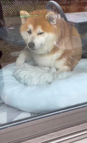 半目で飼い主見るワンコ