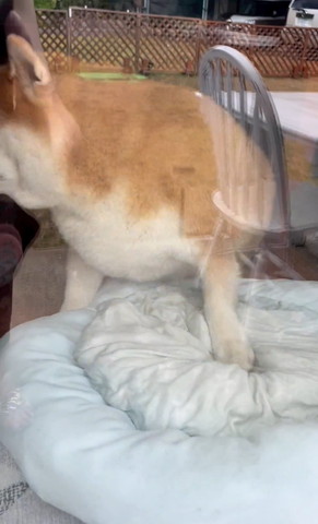 立とうとするワンコ