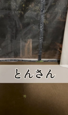 とんさんテロップ