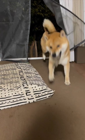 どうしよテロップ