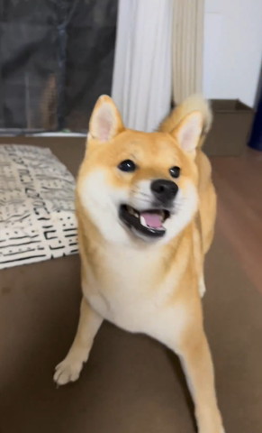 笑顔で見上げるワンコ