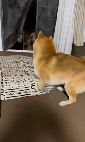 ボールを追いかけるワンコ