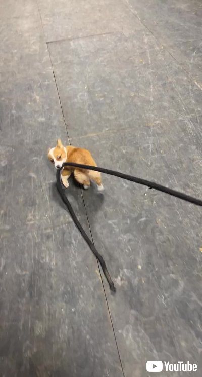 コーギーの子犬