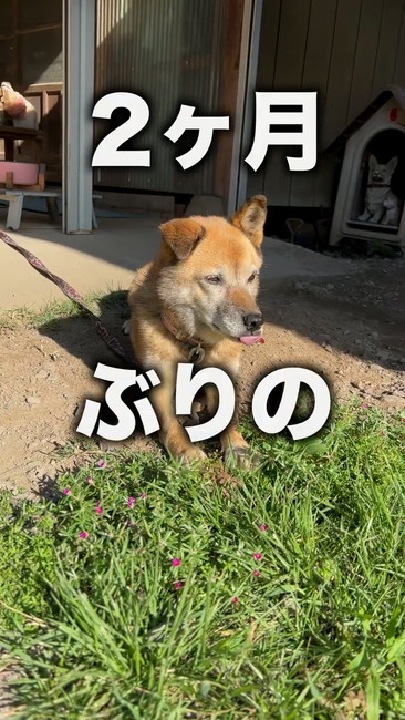 保護犬
