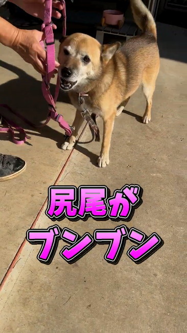 しっぽブンブン