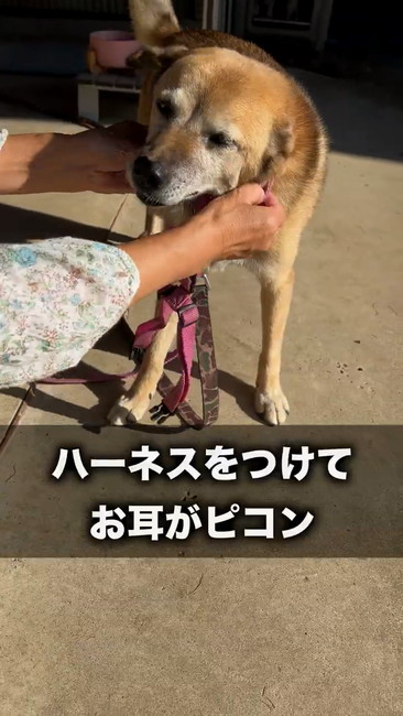 ハーネスつけて