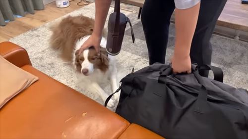 兄がいなくて寂しいワンコ