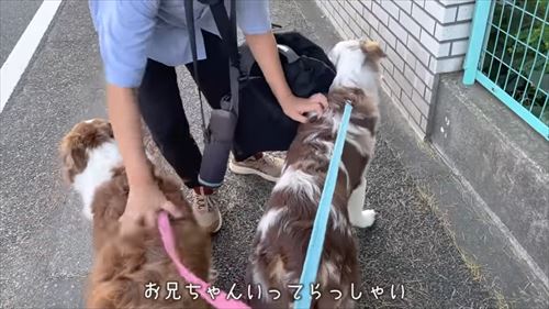 兄がいなくて寂しいワンコ