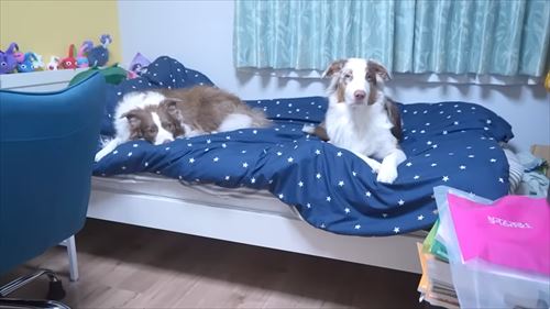 兄がいなくて寂しいワンコ