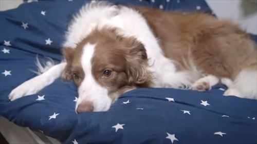 兄がいなくて寂しいワンコ