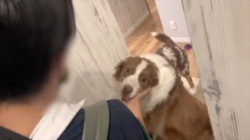 兄がいなくて寂しいワンコ