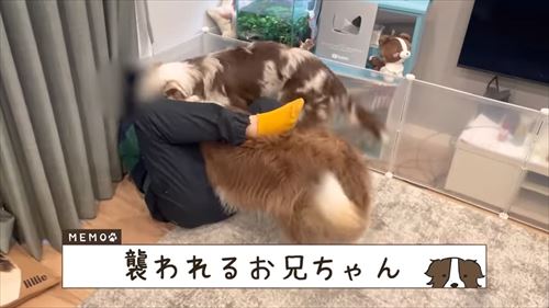 兄がいなくて寂しいワンコ