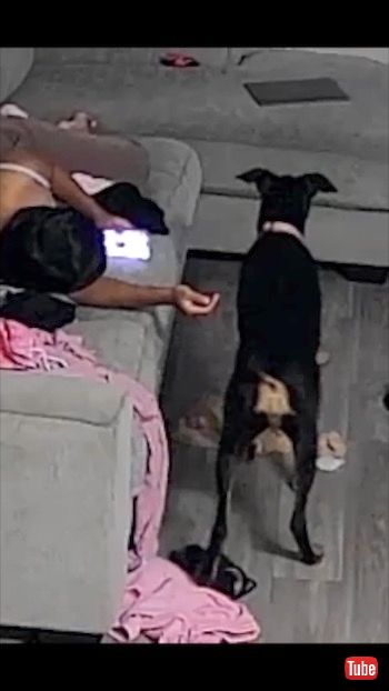 スマホ夢中の飼い主