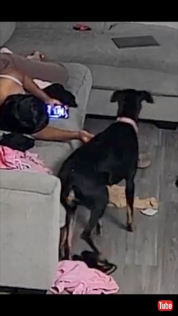 からだ寄せる犬