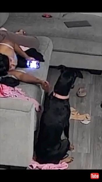 おててぎゅっと犬