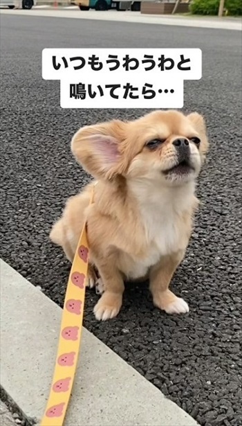 消防車が通るたびにうわうわ鳴くワンコ