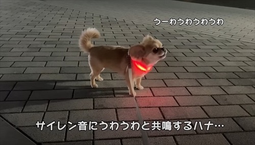 消防車が通るたびにうわうわ鳴くワンコ