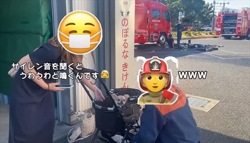 消防車が通るたびにうわうわ鳴くワンコ