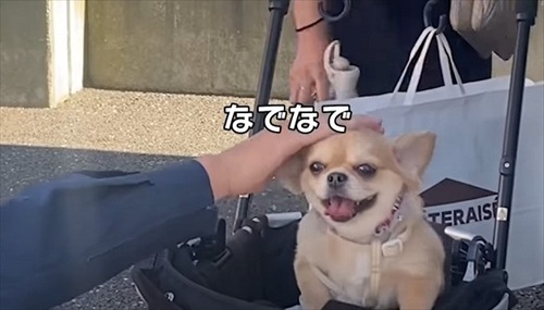 消防車が通るたびにうわうわ鳴くワンコ