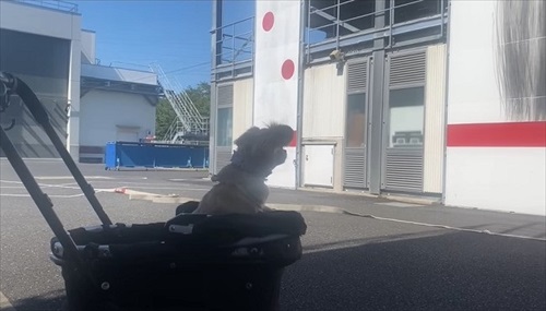 消防車が通るたびにうわうわ鳴くワンコ