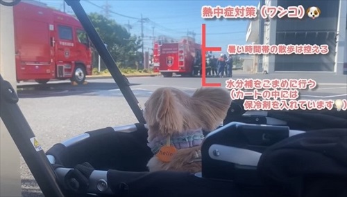 消防車が通るたびにうわうわ鳴くワンコ