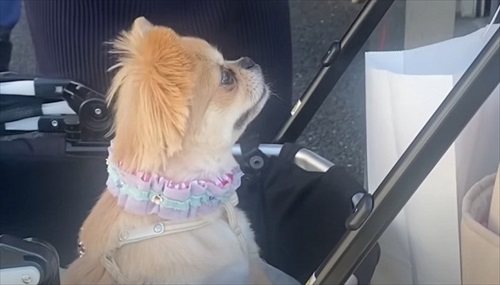 消防車が通るたびにうわうわ鳴くワンコ