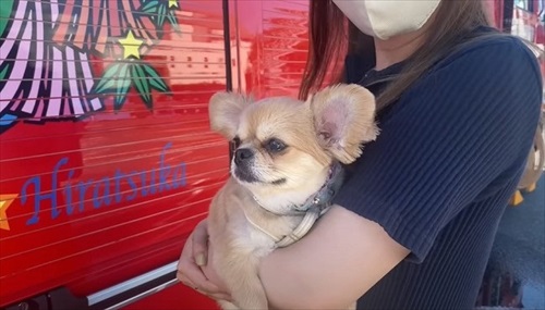 消防車が通るたびにうわうわ鳴くワンコ