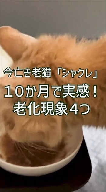 猫ちゃんの老化現象