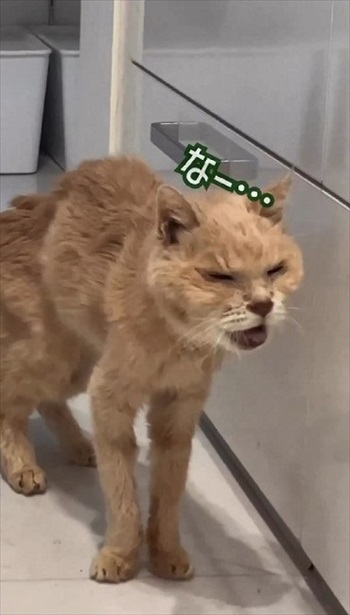 猫ちゃんの老化現象