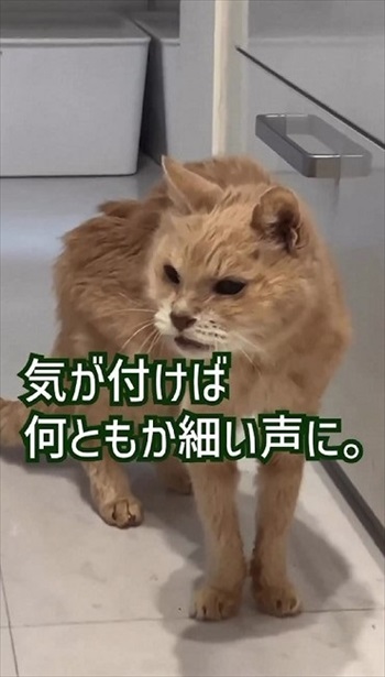 猫ちゃんの老化現象