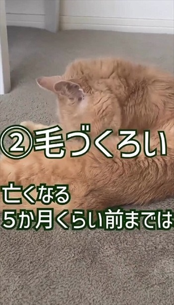 猫ちゃんの老化現象