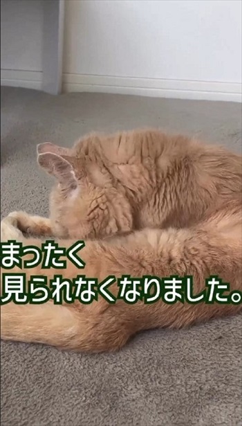 猫ちゃんの老化現象