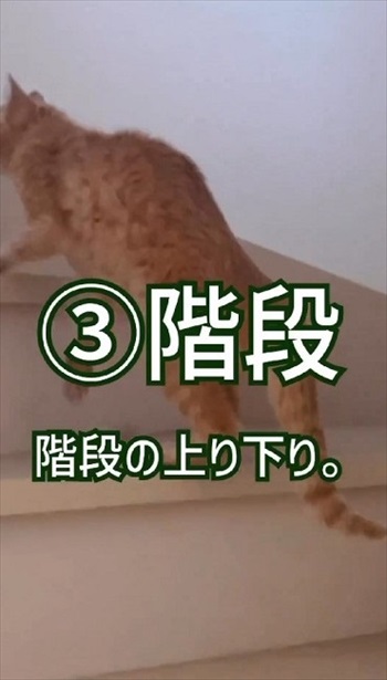 猫ちゃんの老化現象