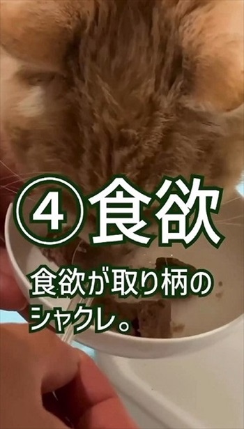 猫ちゃんの老化現象