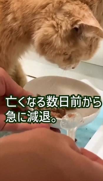 猫ちゃんの老化現象