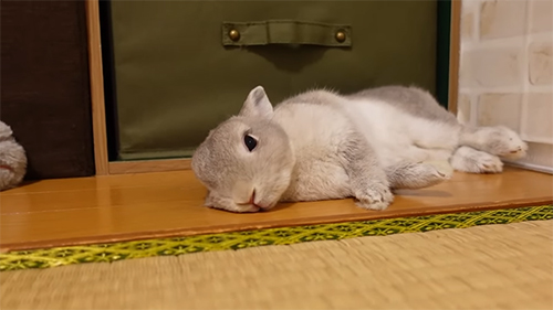 ごろ寝ぽぽちゃんアップ