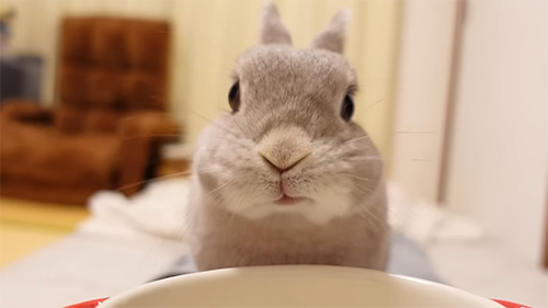 晩ご飯中ぽぽちゃん