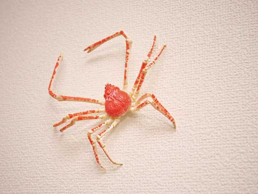 デカい クモ と思ったら カニ 蜘蛛 壁 見間違え フィギュア ネタ