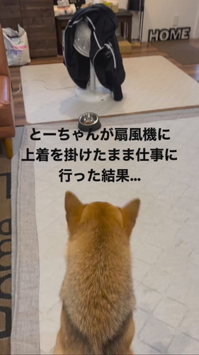 「とーちゃんが扇風機に上着を掛けたまま仕事に行った結果…」