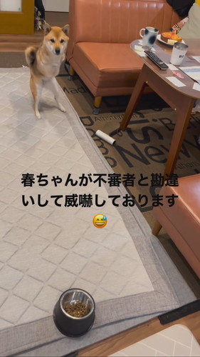 見つめる犬