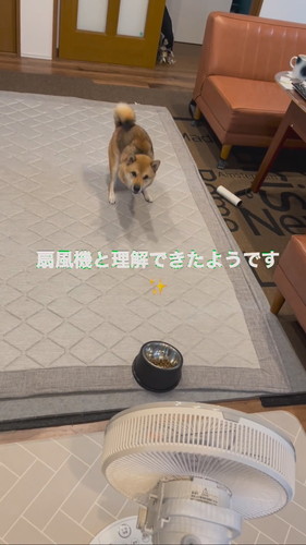 理解した犬