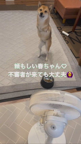 「とーちゃんが扇風機に上着を掛けたまま仕事に行った結果…」