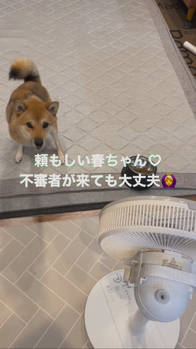 頼もしい犬