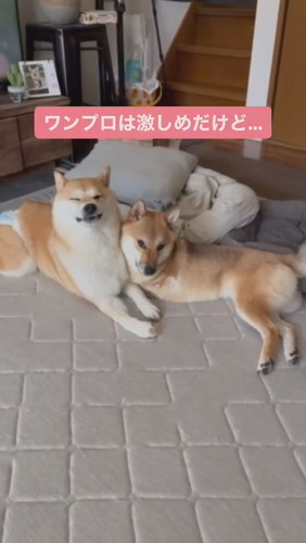 春ちゃん、福ちゃん