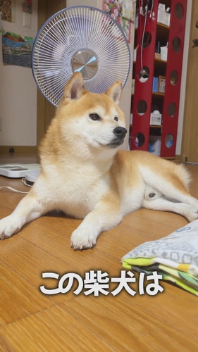 言葉を理解するケンシロウくん